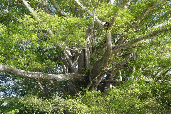 Giant Fig tree, Ficus, Amazonas state, Brazil, South America