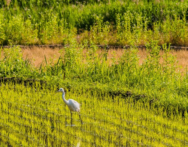 White snowy egret looking for food in a rice paddy on a sunny morning in South Korea