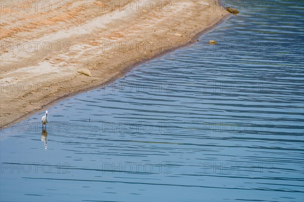 Snowy Egret hunting for food in shallow water near the shore of a lake