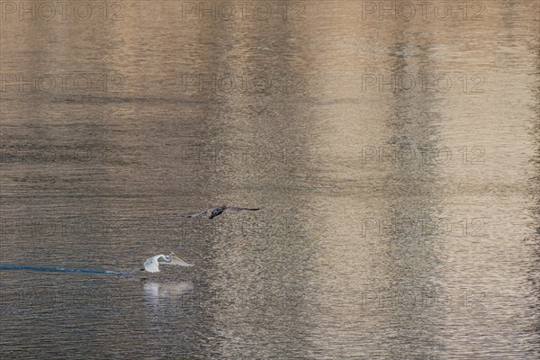 Egret flying near river surface with fish in beak and cormorant flying overhead