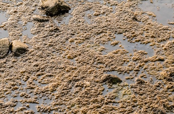 Closeup of frog eggs on top of water in still river