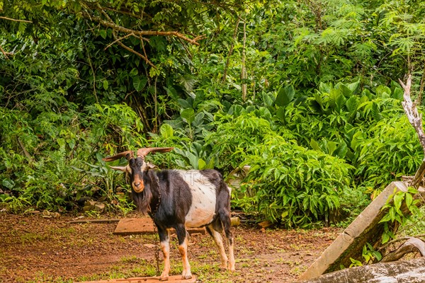 Black and white billy goat with large horns with a chain around its neck standing in front of a forest
