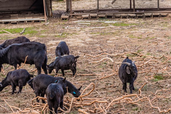 Horned black Bengal goat keeps watch as rest of herd grazes in field littered with broken tree branches