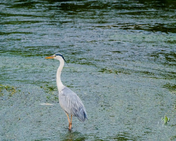 Little blue heron standing on a pebbled sandbar in a shallow river hunting for food