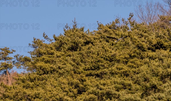 Gray heron gracefully gliding in front of evergreen trees with wings fully extended on sunny day
