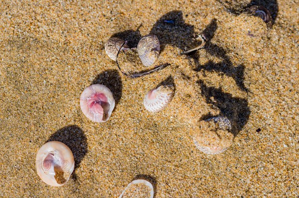 Collection of seashells laying in the sand on a beach