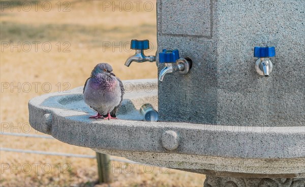 Pigeons sitting on a concrete water fountain with blue handle on chrome faucets and a can in the trough