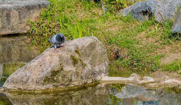 Beautiful rock pigeon standing on large boulder next to a small pond