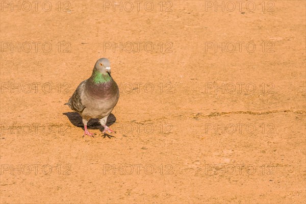 Single grey rock pigeon with rings of green and maroon on it neck standing on paved walkway on sunny morning