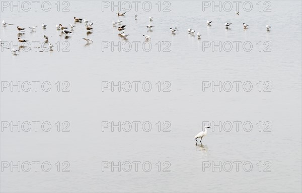 White snow egret standing in shallow water of lake with flock of seagulls in background