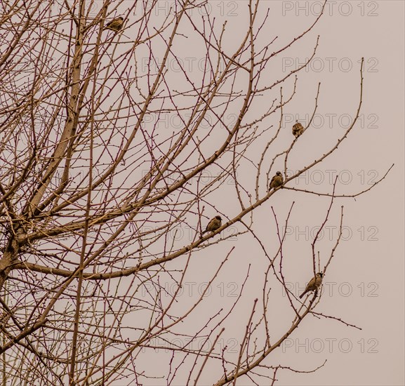 Flock of sparrows sitting in a leafless tree with a dull gray sky in the background