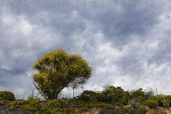 Yellow flowering broom (Genista) in front of dark clouds near the Tenuta delle Ripalte winery, Elba, Tuscan Archipelago, Tuscany, Italy, Europe