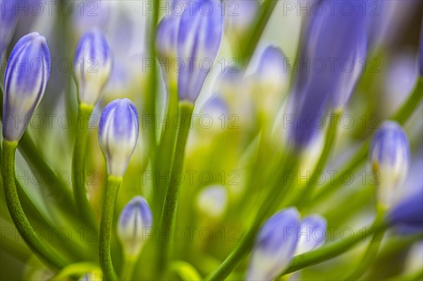 Blue flowers of an ornamental lily (Agapanthus), Capolieveri, Elba, Tuscan Archipelago, Tuscany, Italy, Europe