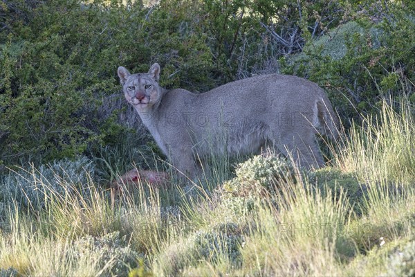 Cougar (Cougar concolor), silver lion, mountain lion, cougar, panther, small cat, eats prey, blood, Torres del Paine National Park, Patagonia, end of the world, Chile, South America