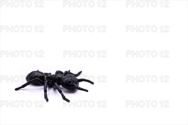 A black plastic spider on isolated background, Top view of a plastic spider on white background