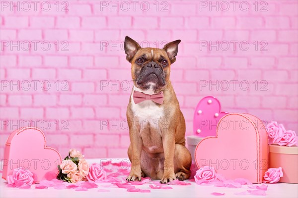 Valentine's day dog. French Bulldog with bow tie surrounded by pink and red seasonal decoration like gift boxes and rose flowers
