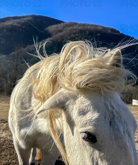 Close Up on a Beautiful White Horse Shaking Hair with Sunlight in a Sunny Day in Switzerland