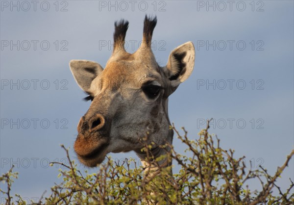 Angolan giraffe (Giraffa angolensis), animal, ungulate, head, head portrait, eats, eating, travel, destination, safari, tree, wilderness, Chobe National Park, Botswana, Africa