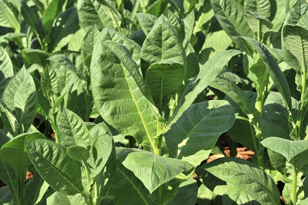 Tobacco plantation, tobacco leaves, tobacco plant (Nicotiana), tobacco cultivation in Valle de Vinales National Park, Vinales, Pinar del Rio Province, Cuba, Greater Antilles, Caribbean, Central America