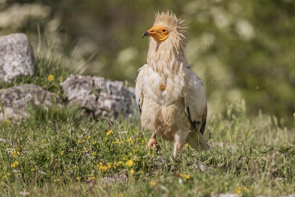 Egyptian Vulture (Neophron percnopterus), Castile-Leon Province, Picos de Europa, Spain, Europe