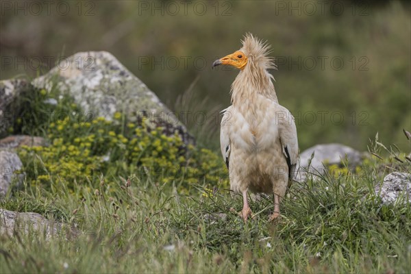 Egyptian Vulture (Neophron percnopterus), Castile-Leon Province, Picos de Europa, Spain, Europe