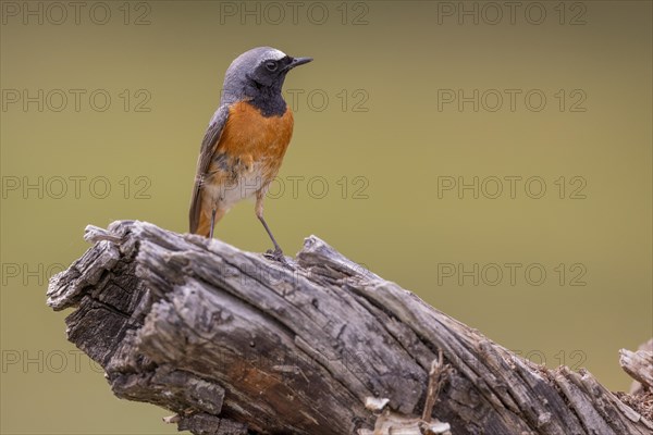 Common redstart (Phoenicurus phoenicurus), male, province of Castile-Leon, Spain, Europe