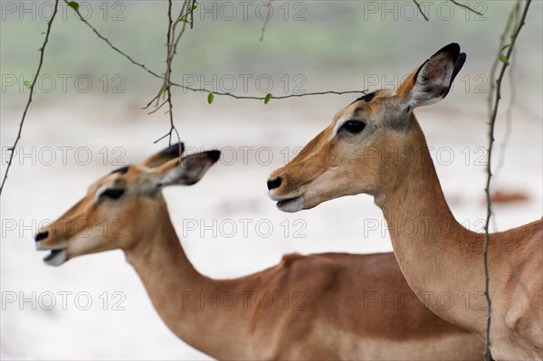 Impala (Aepyceros), African antelope, animal, ungulate, wilderness, free-living, head portrait, Chobe National Park, Botswana, Africa