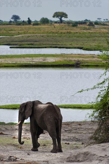 Walking elephant (Loxodonta africana), safari, wildlife watching, steppe, river, wildlife, Chobe National Park, Botswana, Africa