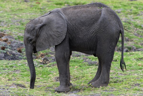 Eating young elephant (Loxodonta africana), elephant calf, calf, eating, food, nutrition, sideways, trunk, safari, small, baby, child, Chobe National Park, Botswana, Africa