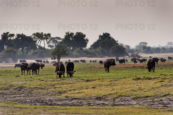 Herd of african buffalo (Syncerus caffer), aggressive, landscape, safari, free-living, wilderness, Chobe National Park, Botswana, Africa