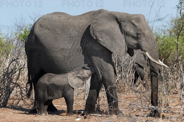 Elephant mother with calf (Loxodonta africana), elephant, mother, child, suckling, motherly love, wilderness, free living, nature, safari, travel, tourism, monochrome, black and white, Chobe National Park, Botswana, Africa