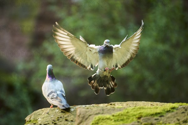 Feral pigeon (Columba livia domestica) landing on a rock, flying, Bavaria, Germany Europe