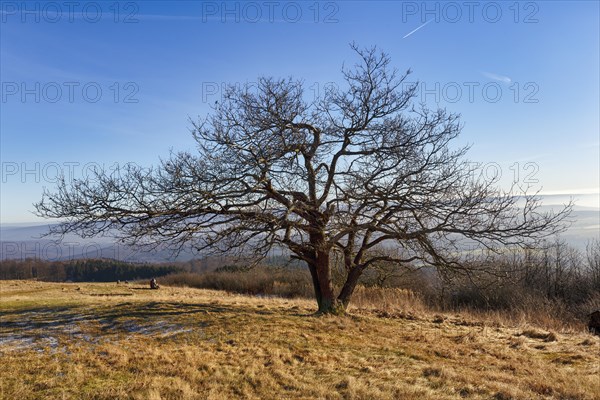 Single bare oak tree (Quercus), solitary oak on a mountain top, walker, sunny winter weather, Koeterberg, Luegde, Weserbergland, North Rhine-Westphalia, Germany, Europe, Image ID: 7225835, Europe