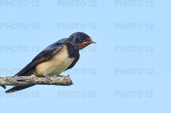 Barn swallow (Hirundo rustica) youngster sitting on a branch, Camargue, France, Europe