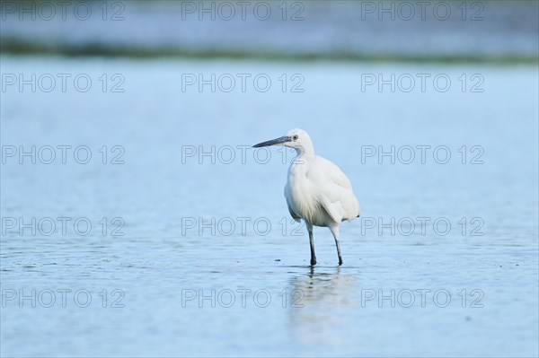 Little egret (Egretta garzetta) flying in the sky, Parc Naturel Regional de Camargue, France, Europe