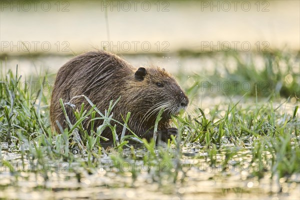 Muskrat (Ondatra zibethicus) eating grass at the edge of the water at sunset, Camargue, France, Europe