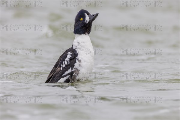 Barrow's goldeneye (Bucephala islandica), male stretching, Laxa River, Lake Myvatn, Iceland, Europe