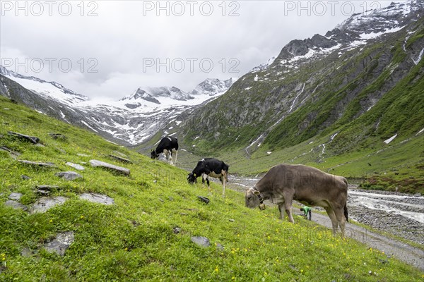 Cows grazing on the alpine meadow, Schlegeisgrund valley, glaciated mountain peaks Hoher Weiszint and Schlegeiskees glacier, Berliner Hoehenweg, Zillertal, Tyrol, Austria, Europe