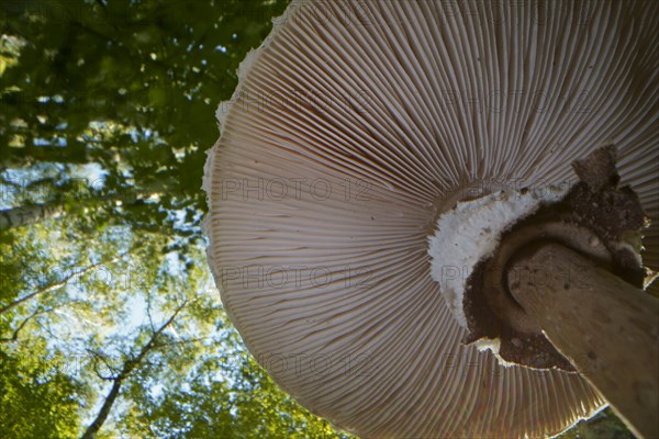 Parasol mushroom (Macrolepiota procera) (common giant umbrella mushroom) from below, lamellae, Hesse, Germany, Europe