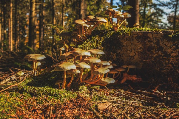 A cluster of mushrooms on a moss-covered tree root in a sunlit autumn forest, Wuppertal Vohwinkel, North Rhine-Westphalia, Germany, Europe