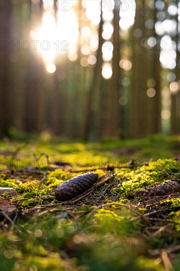 A single pine cone lies on the mossy ground of a sunny forest, Unterhaugstett, Black Forest, Germany, Europe