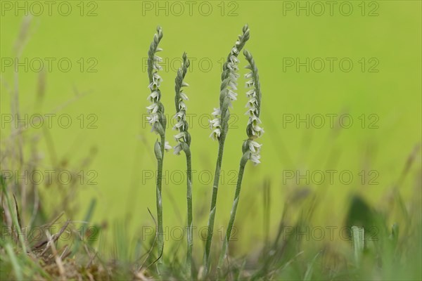 Autumn helleborine (Spiranthes spiralis), small orchids, very rare, group of flowers on a nutrient-poor meadow, Hesse, Germany, Europe