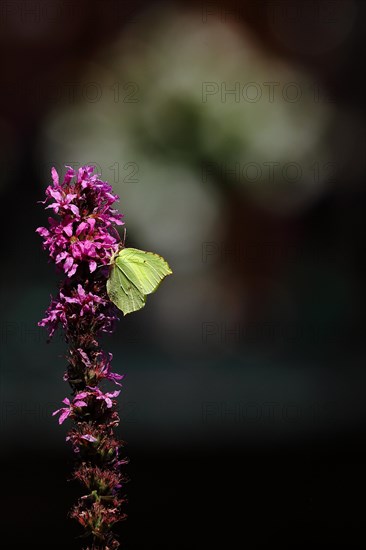 Brimstone (Gonepteryx rhamni) feeding on a flower of purple loosestrife (Lythrum salicaria), in front of black background with bokeh, Wilnsdorf, North Rhine-Westphalia, Germany, Europe