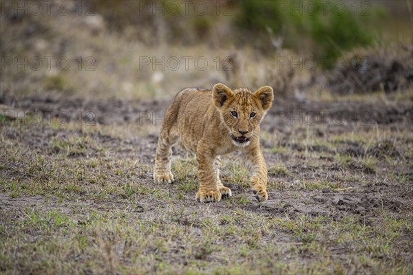 Lion (Panthera leo) Masai Mara Kenya