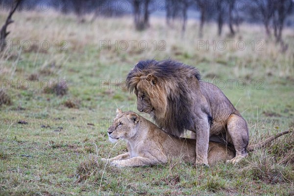 Lion (Panthera leo) Masai Mara Kenya