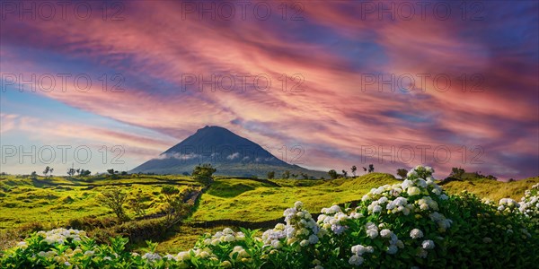 Colourful sunset over the volcanic cone of Pico and a magnificent hedge of hydrangeas in the foreground, Madalena, Pico, Azores, Portugal, Europe