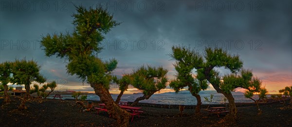 Winding trees of the Parque da Barca park in front of a dramatic evening sky over the sea, atmosphere of peace and seclusion, Madalena, Pico, Azores, Portugal, Europe