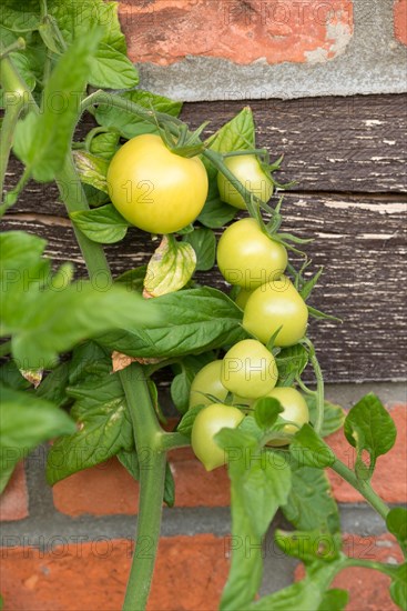 Green tomatoes on a tomato (Solanum lycopersicum), on the stem in front of the wall of a half-timbered house (brick wall with oak beams), half-timbered house, Allertal, Lower Saxony, Germany, Europe