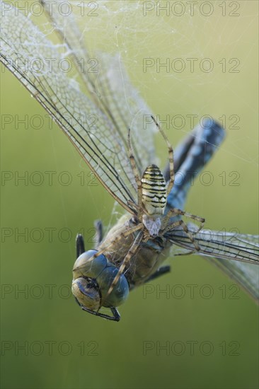 Wasp spider (Argiope bruennichi) with king dragonfly (Anax imperator), Emsland, Lower Saxony, Germany, Europe