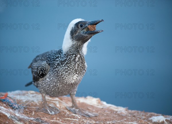 Northern gannet (Morus bassanus), juvenile in dark juvenile plumage and remaining downy feathers on head and neck standing on a rock and playing with a stone in its open beak, moulting, sea in the background, close-up, Lummenfelsen, Helgoland Island, North Sea, Schleswig-Holstein, Germany, Europe